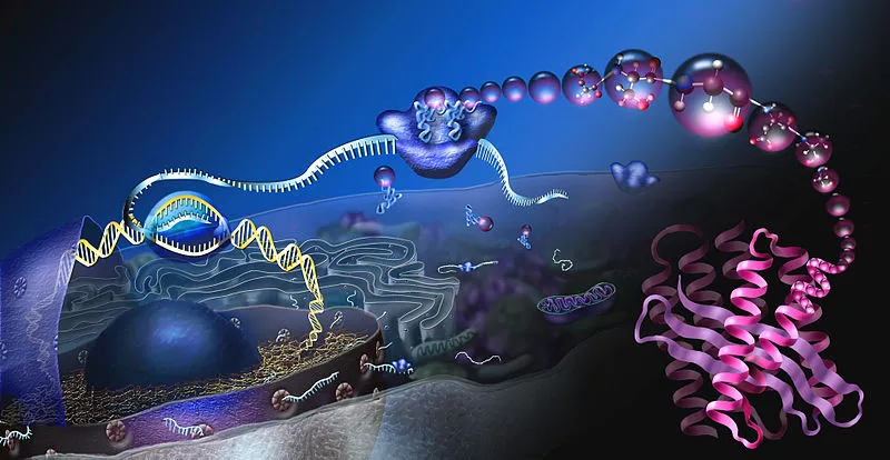 protein biosynthesis